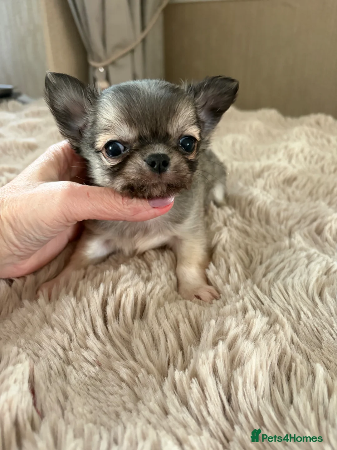 Chihuahua dogs for sale: Long and smooth chihuahua puppies  - Advert 9