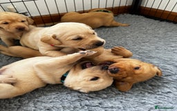 Labrador Retriever dogs for sale: Champion Bloodlines KC Labrador Retriever Puppies - Image 13