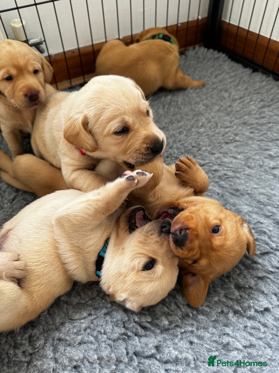 Labrador Retriever dogs for sale: Champion Bloodlines KC Labrador Retriever Puppies - Image 13