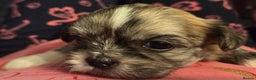 Shih Tzu dogs for sale: Imperial shih tzu puppies  - Advert 4