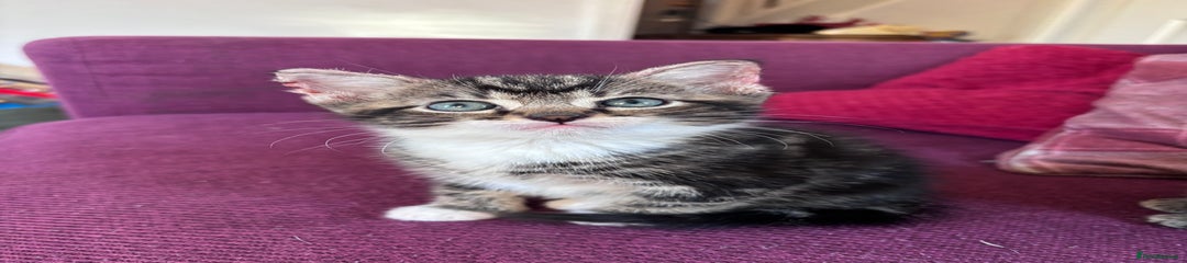 Tabby and white kitten 2