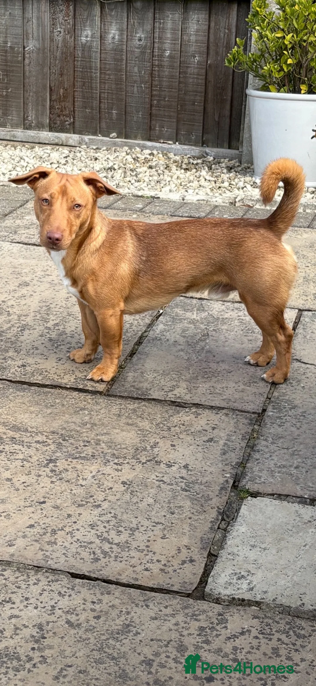 Jack Russell dogs for stud: The handsome Frank - Advert 1