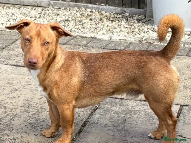 Jack Russell dogs for stud: The handsome Frank - Advert 1