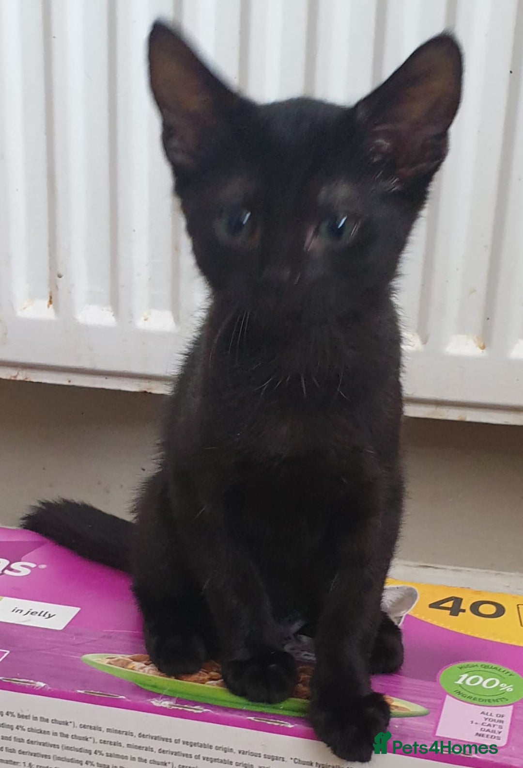 Mixed Breed cats for sale: 5 sweet and purr-fect chocolate brownie babies 🐾 - Image 24