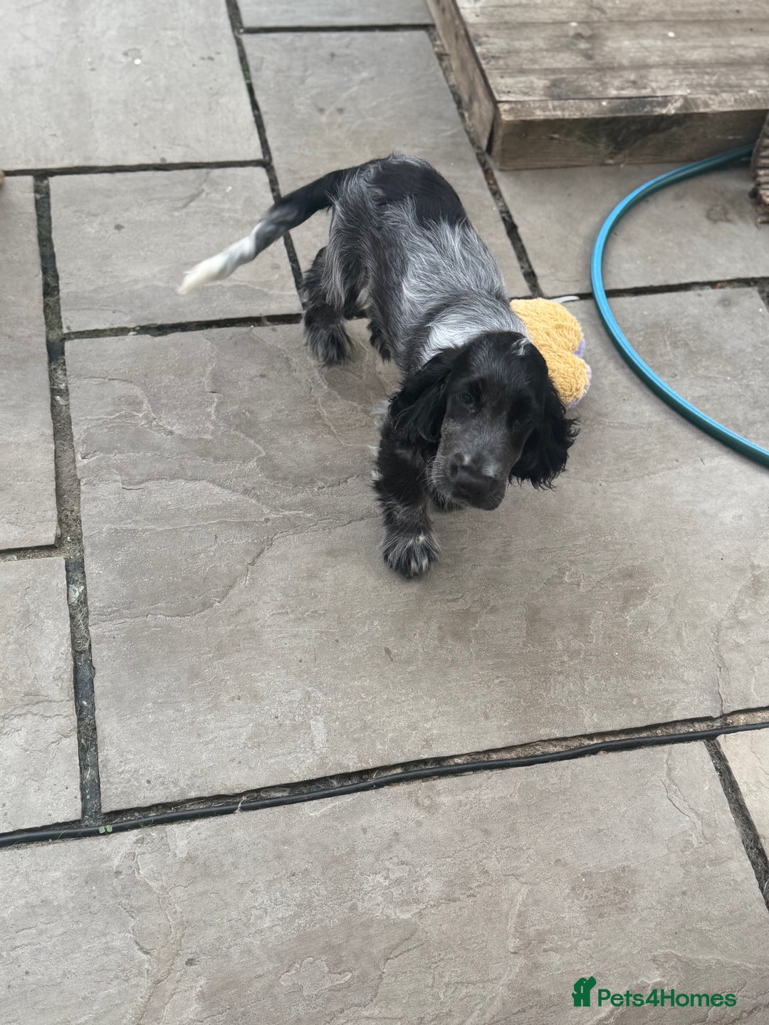 Cocker Spaniel dogs for sale: Blue roan show cocker spaniel  - Image 3