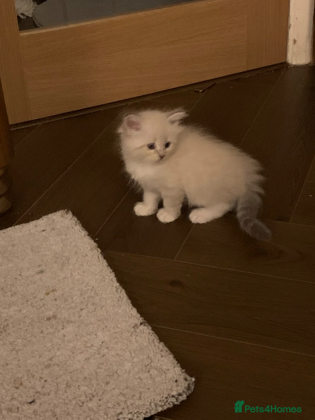 Neva Masquerade cats for sale: Neva masquerade kittens tica full ped in Derby - Advert 2