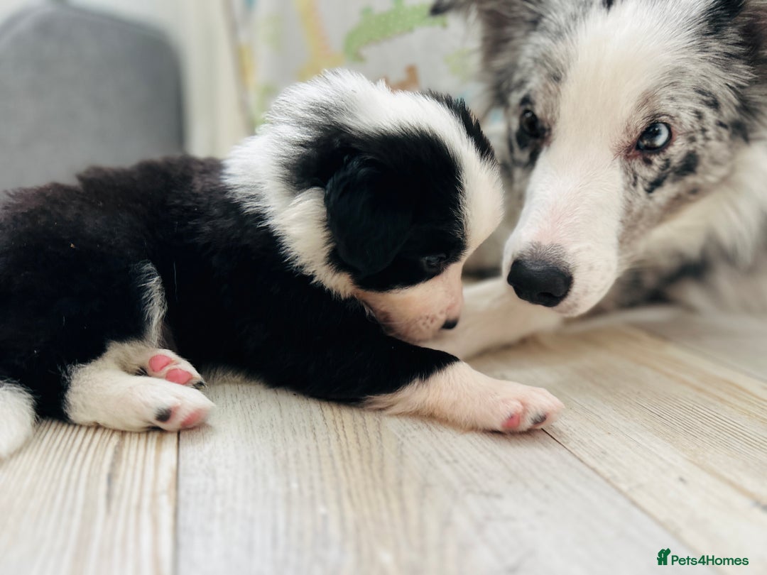Border Collie dogs for sale: ❗️5⭐️ KC DNA tested champions LAST❗️border collie  - Advert 5