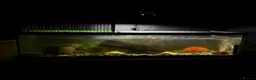 Turtle reptiles for sale: Male & Female RazorBack Musk Turtles + Full set up in Leeds - Advert 4