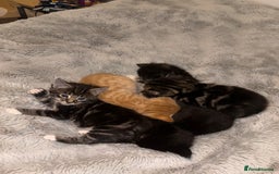 Mixed Breed cats for sale: 5 Beautiful Tabby / Mixed Kittens - Image 4