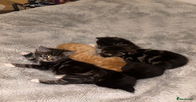 Mixed Breed cats - Advert 13