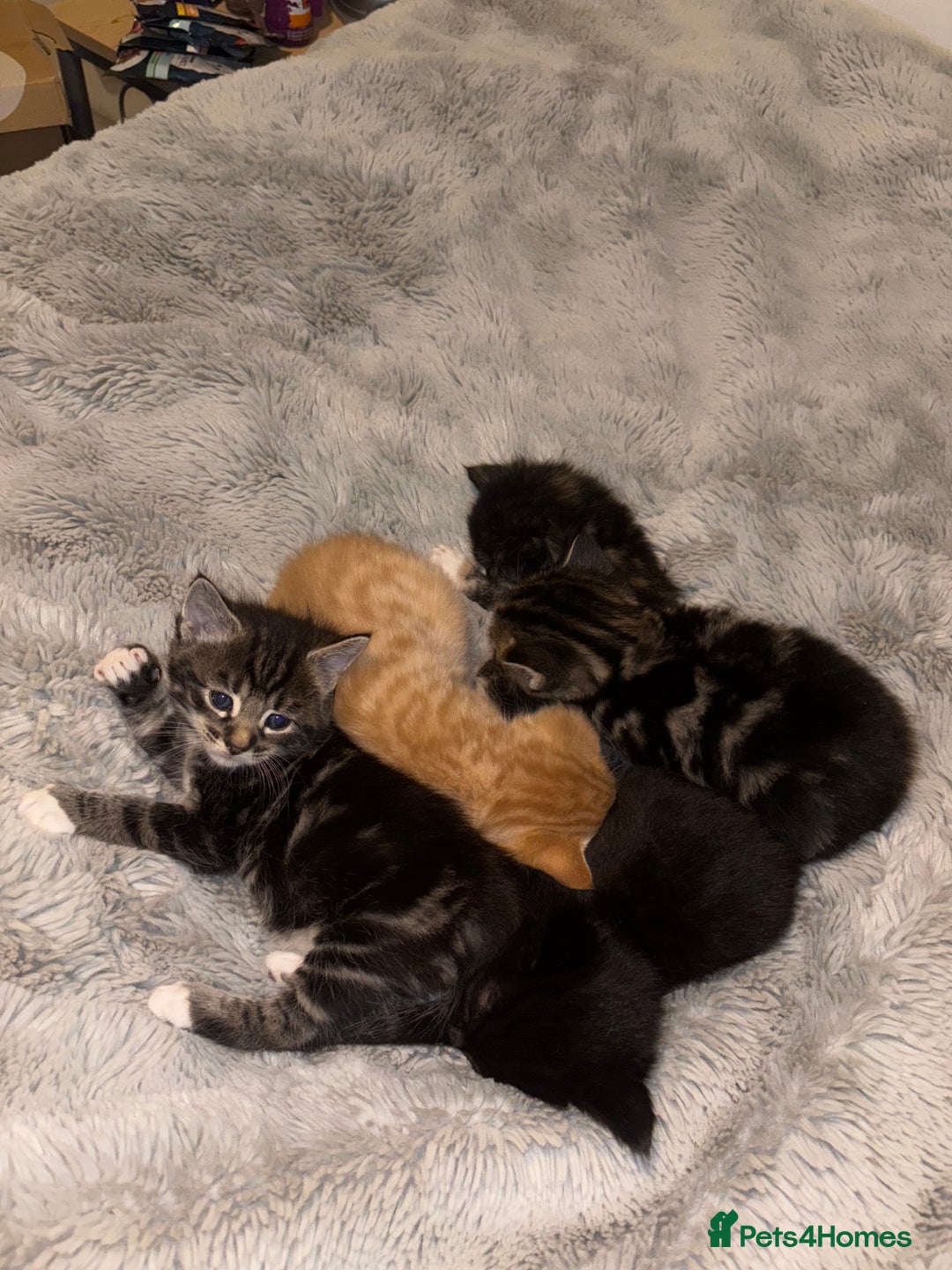 Mixed Breed cats for sale: 5 Beautiful Tabby / Mixed Kittens - Image 4