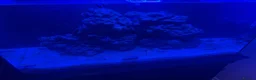 Other/Mixed Breed fish for sale: marine fish tank in Abingdon - Advert 3