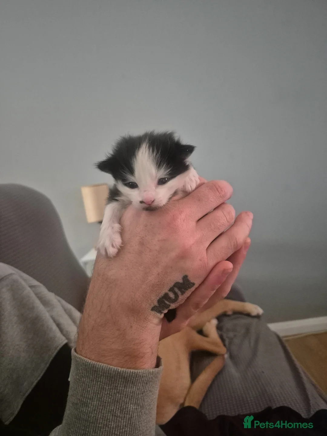 Turkish Angora cats for sale: Turkish angora kittens - Advert 5