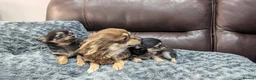 Chihuahua dogs for sale: KC Reg Long Coat Chihuahua Puppies, 1 Girl 1 Boy - Advert 7