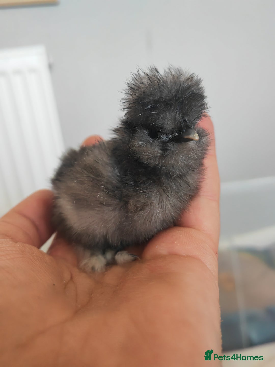 Chickens poultry for sale: USA silkie, jumbo coturnix, celadon quails - Image 19