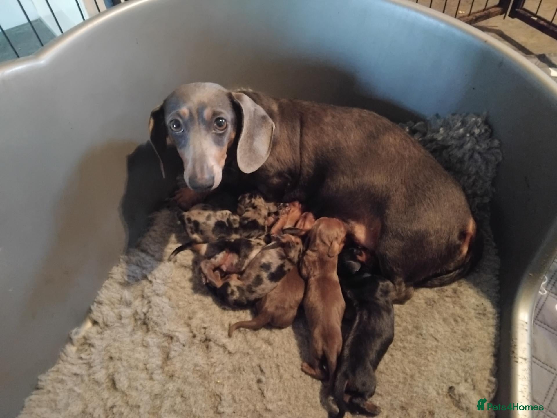 Miniature Dachshund dogs Kc registered miniature dashchund  - Advert 3