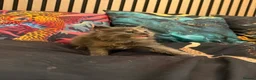 Maine Coon cats for sale: Main coon kittens - Advert 22