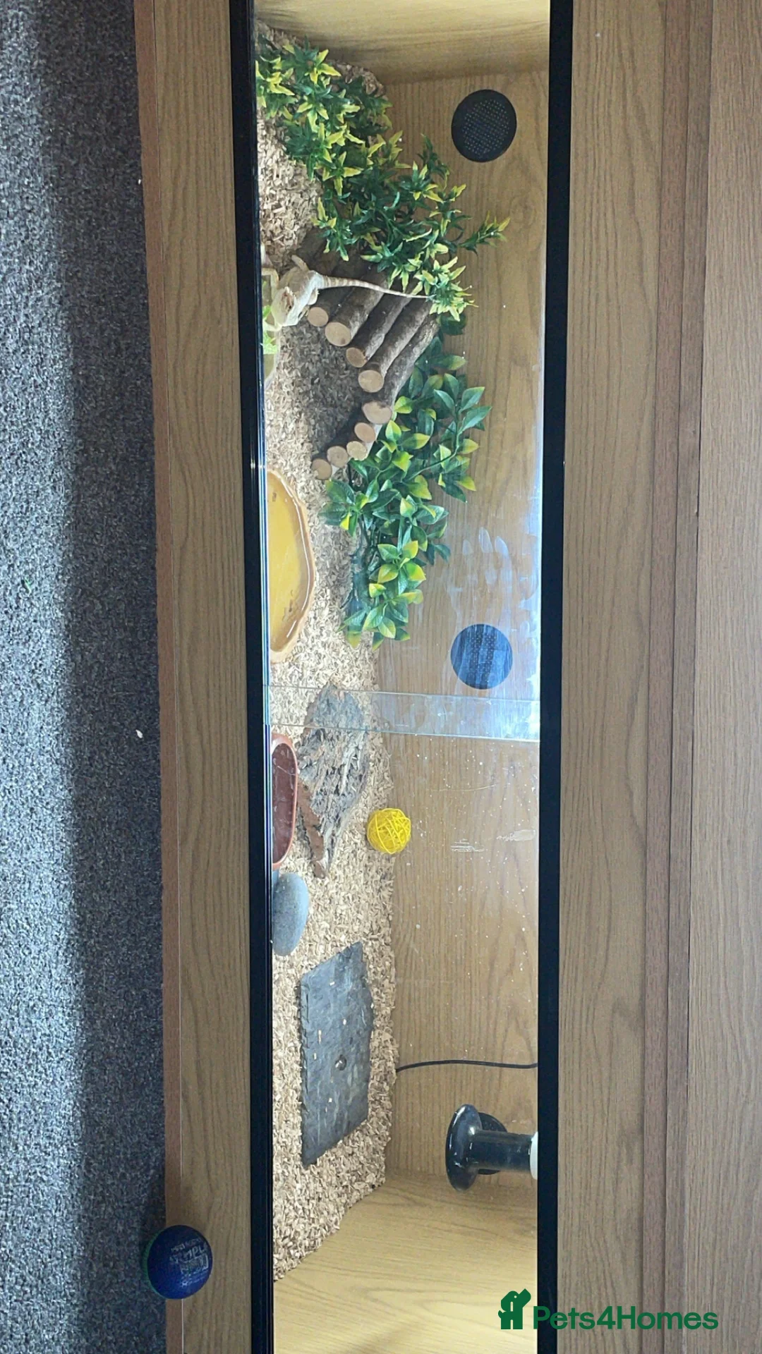 Bearded Dragon reptiles for sale: Bearded Dragon And Full Setup - Advert 2