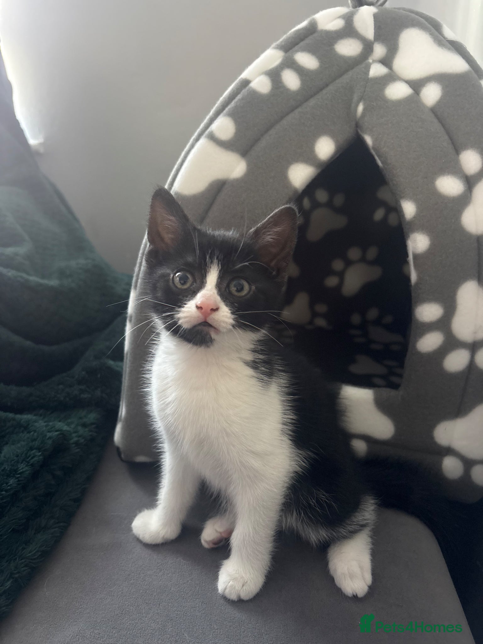 British Shorthair cats Black, grey & white. Faint stripes❤️ - Advert 1