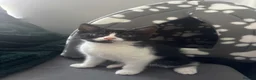 British Shorthair cats for sale: Black, grey & white. Faint stripes❤️ - Advert 1