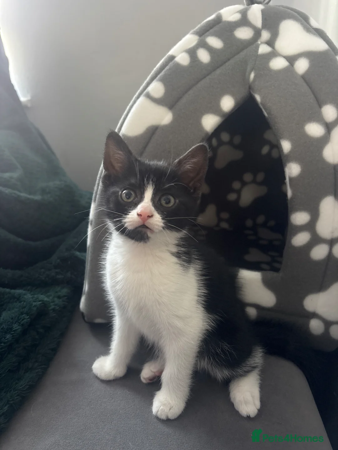 British Shorthair cats for sale: Black, grey & white. Faint stripes❤️ - Advert 1