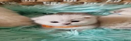 British Shorthair cats for sale: 💖GOLDEN & SILVER POINT BSH & BLH KITTENS💖 - Advert 29