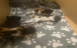 Mixed Breed cats for sale: Gorgeous Maine coon X blue kittens - Image 9