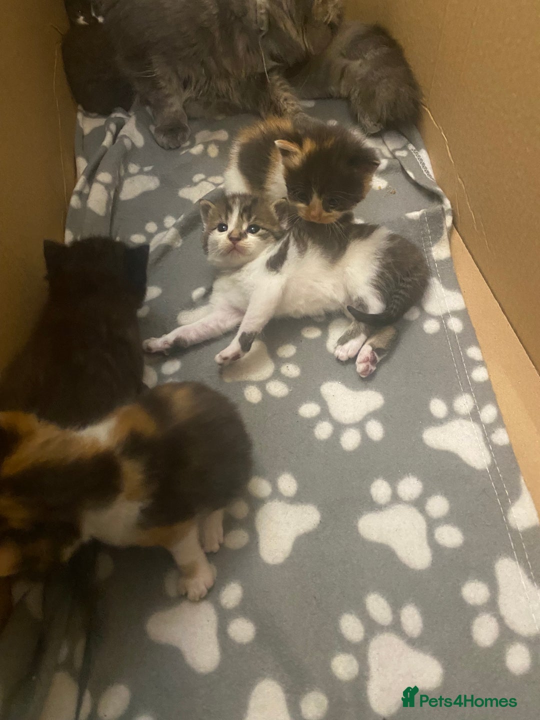 Mixed Breed cats for sale: Gorgeous Maine coon X blue kittens - Image 9