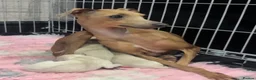 Italian Greyhound dogs for sale: Gorgeous Cream Boy Available - Advert 8