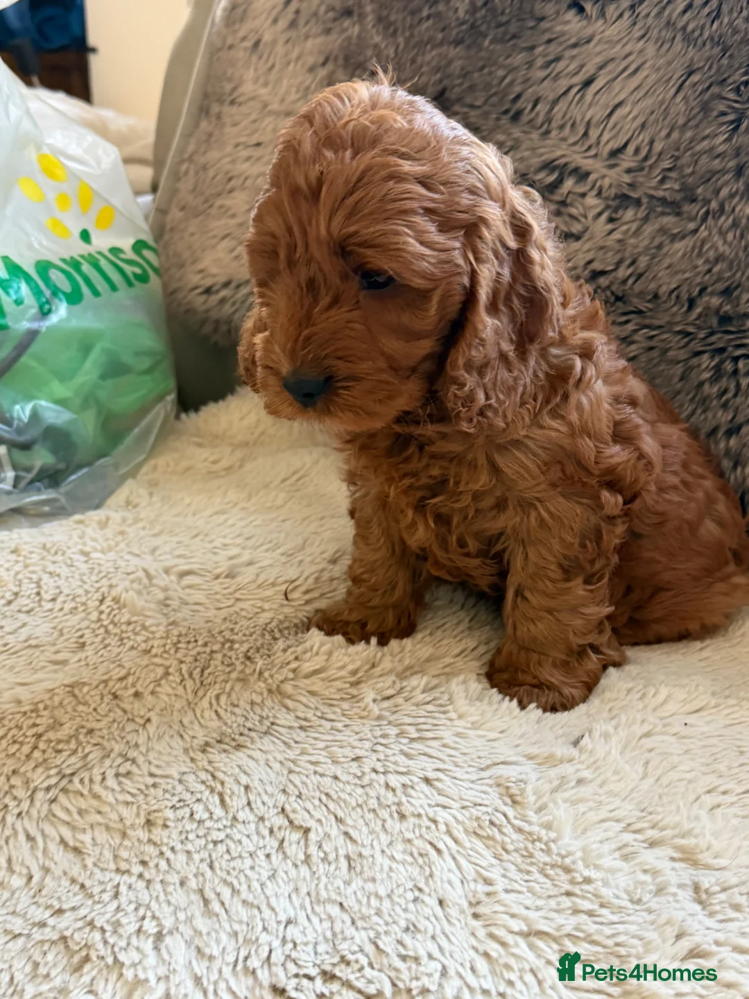 Cockapoo dogs for sale: F1 Cockerpoo girl solid red - Advert 5