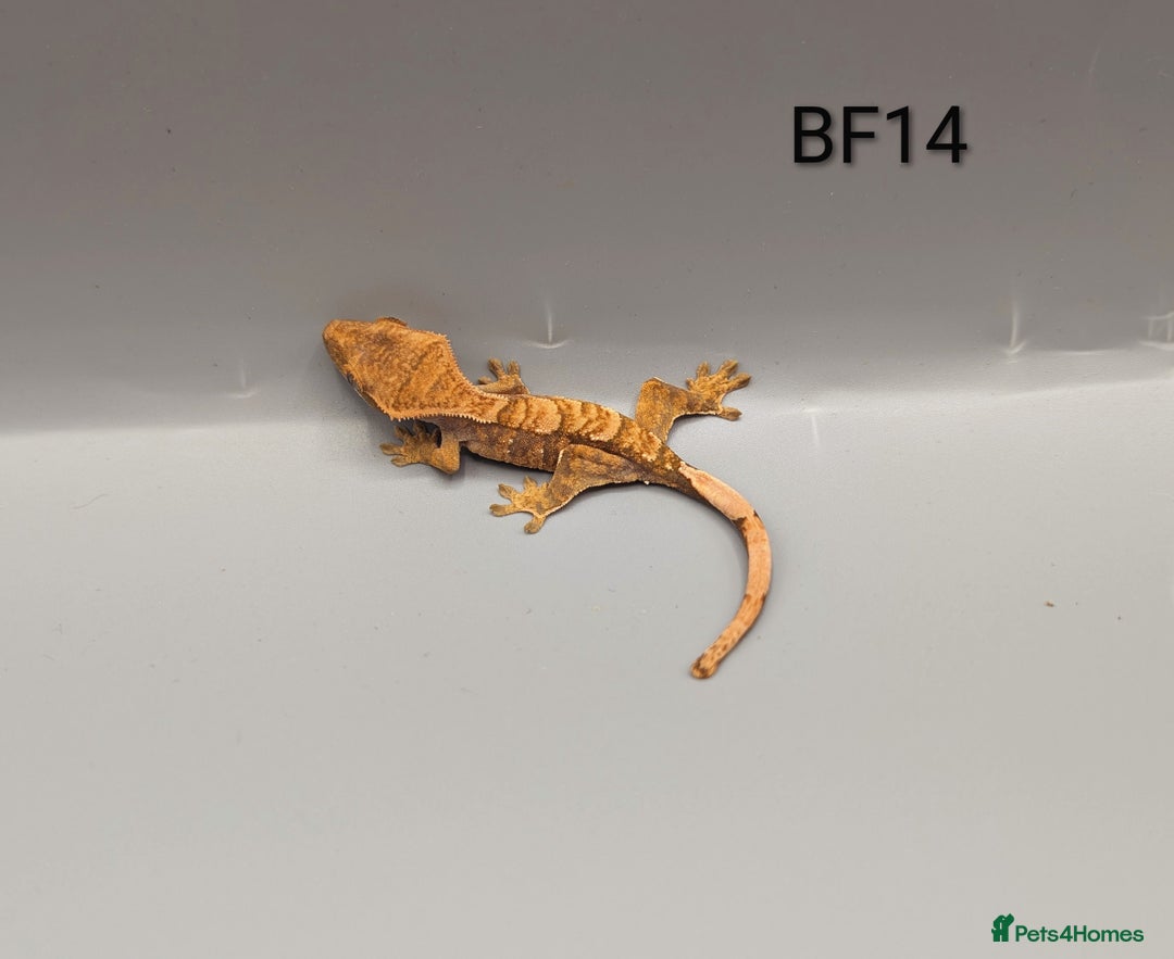 Gecko reptiles for sale: Red Flame Crested Gecko CB25  - Advert 4