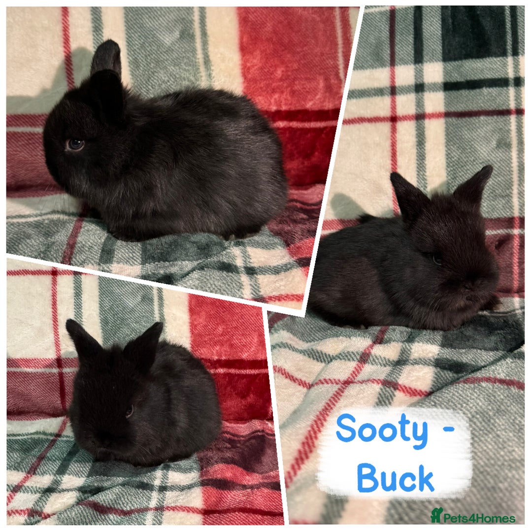 Mixed Breed rabbits for sale: 🐰Beautiful Mini Lop x Netherland Dwarf Rabbits🐰 - Advert 3