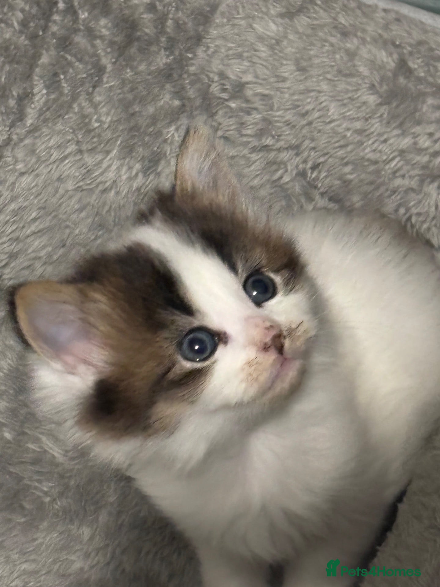 Mixed Breed cats for sale: Kittens - Advert 19