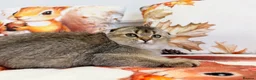 Scottish Fold cats for sale: 🐱✨ Beautiful Golden Scottish Fold Kitten - Advert 9