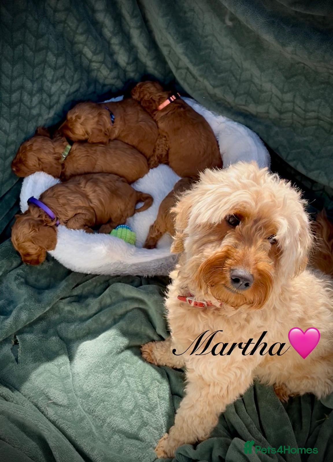 Cockapoo dogs F1B Cockapoo Puppies - Advert 1