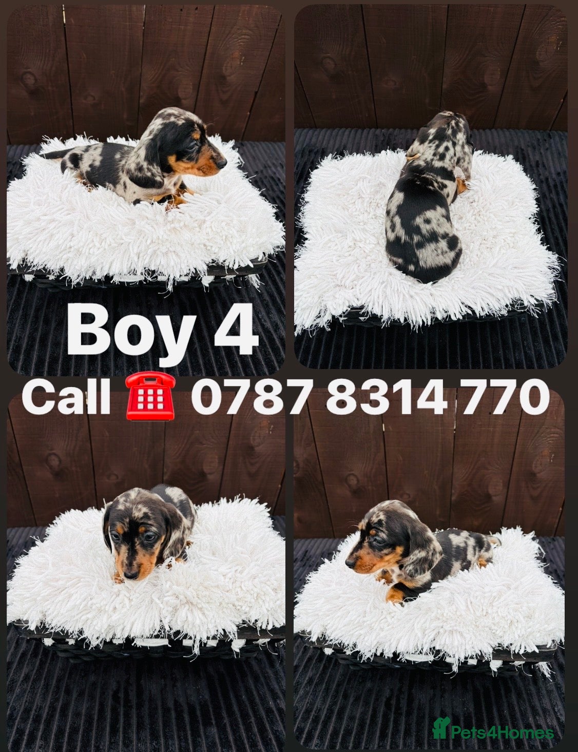 Miniature Dachshund dogs Dachshund Puppys 8 available  - Advert 11