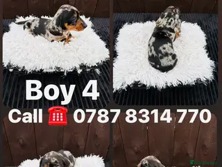 Miniature Dachshund dogs Dachshund Puppys 8 available - Advert 11