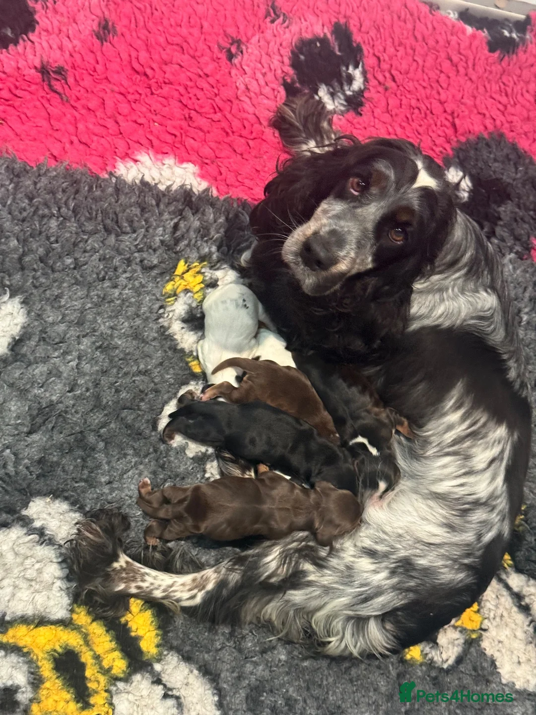 Cocker Spaniel dogs for sale: 7 kc reg show cocker spaniel puppies  - Advert 2