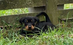 Rottweiler dogs for sale: Healthy Rottweiler puppies ready now  - Image 22