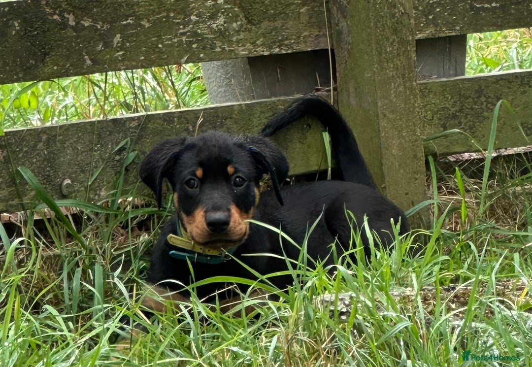 Rottweiler dogs for sale: Healthy Rottweiler puppies ready now  - Image 22