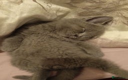British Shorthair cats for sale: 4 beautiful British Shorthair kittens for sale - Image 4