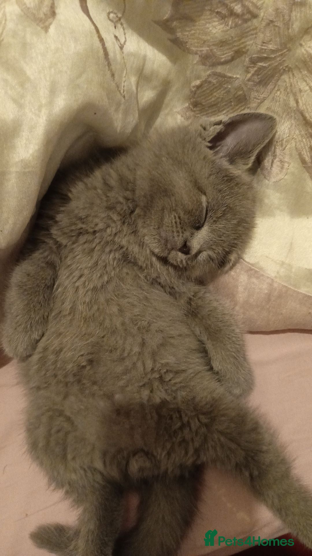 British Shorthair cats for sale: 4 beautiful British Shorthair kittens for sale - Image 4