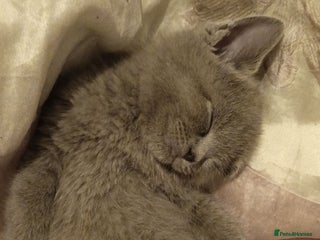 British Shorthair cats British Shorthair kitten for sale - Advert 17