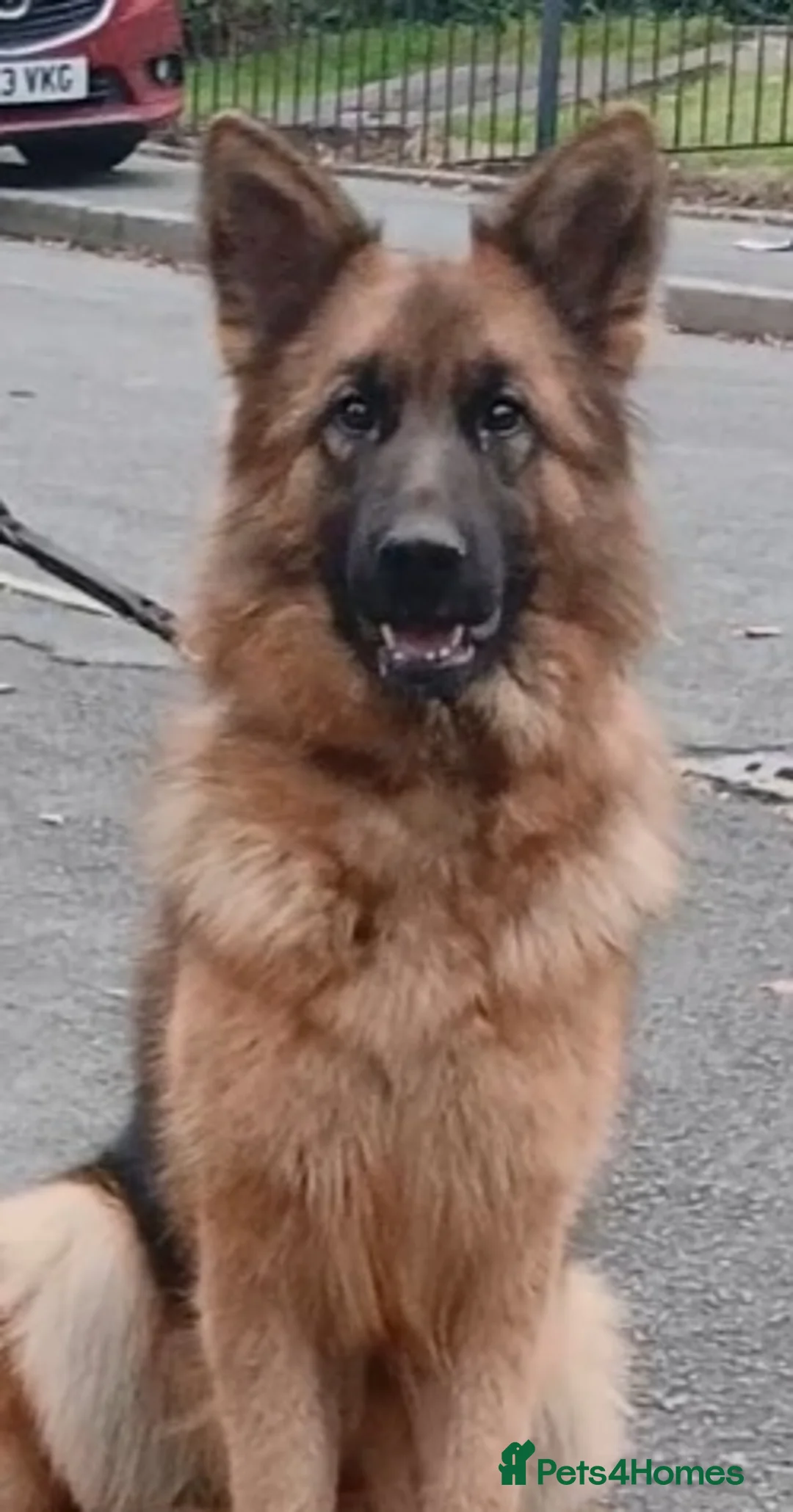 German Shepherd dogs for sale: OUTSTANDING long coat female puppy READY NOW - Advert 11