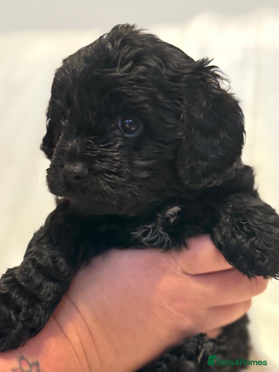 Cavapoo dogs for sale: Beautiful F1 Cavapoos  - Image 14