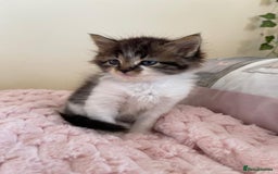Maine Coon cats for sale: Maine Coon Cross Kittens  - Image 7