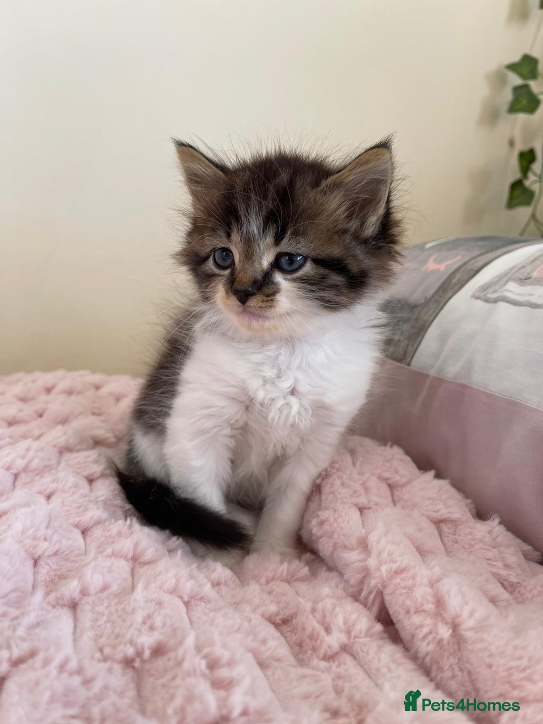 Maine Coon cats for sale: Maine Coon Cross Kittens  - Image 7