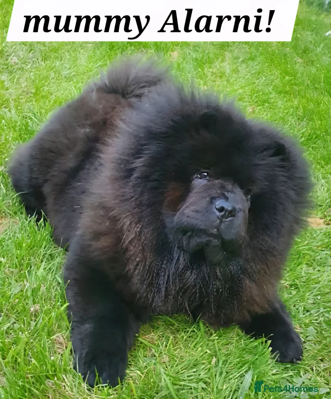 Chow Chow dogs for sale: Pedigree Black Chow Chow Puppies 3 Girls & 1 boy  in Grantham - Advert 2