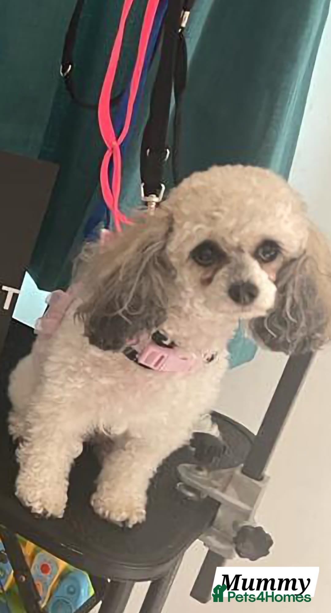 Shihpoo dogs for sale: Stunning 3rd Generation Shihpoo Puppies For Sale - Image 17