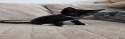 Mixed Breed cats for sale: Playful and Adorable Kittens for their new Homes!! - Advert 11